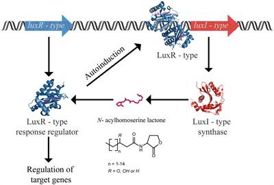 Deciphering Physiological Functions of AHL Quorum Quenching Acylases